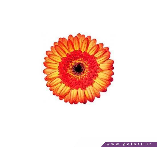 شاخه گل طبیعی - گل ژربرا ماریو - Gerbera | گل آف